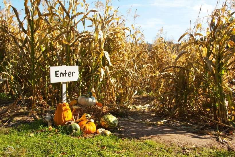 entrance to corn maze with Enter sign surrounded by pumpkins